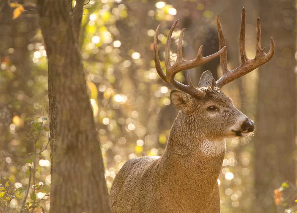 whitetail buck antlers