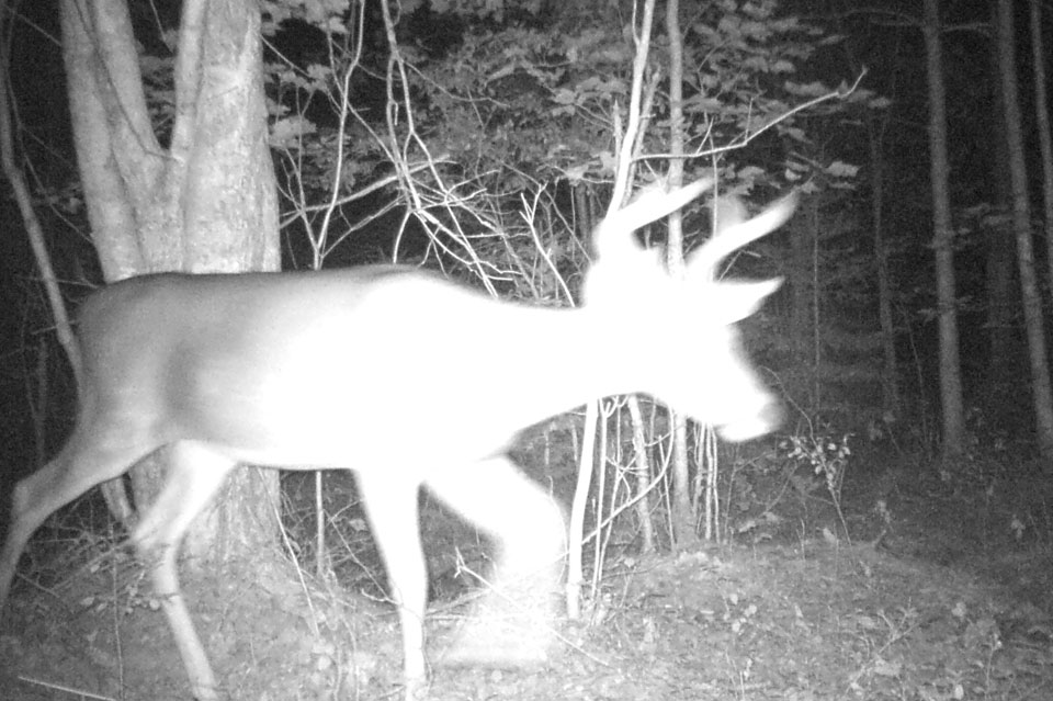 whitetail at night