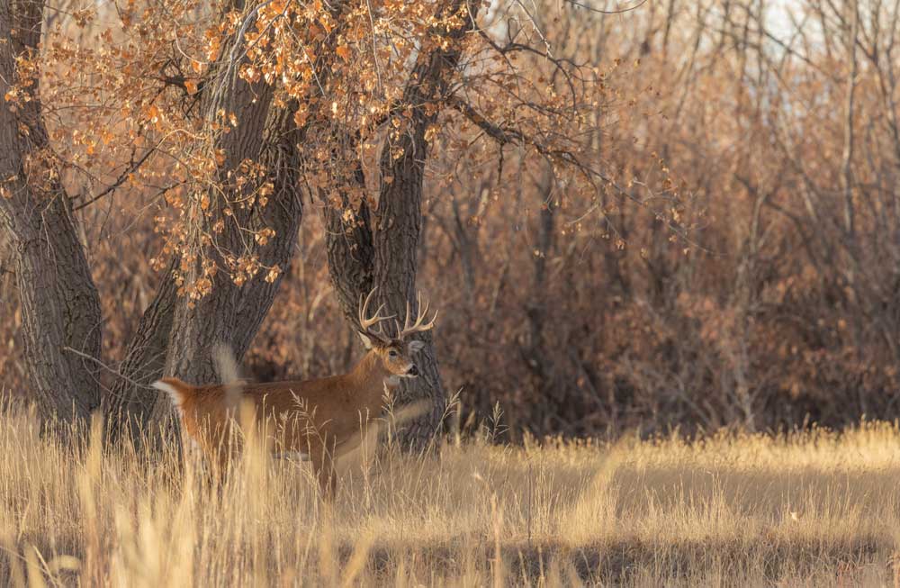 whitetail buck