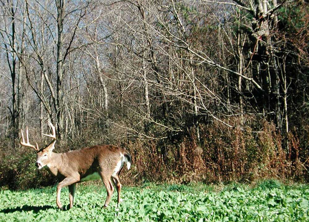 whitetail buck in brassicas