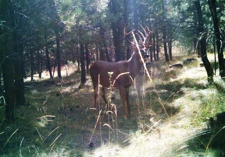 whitetail buck on camera