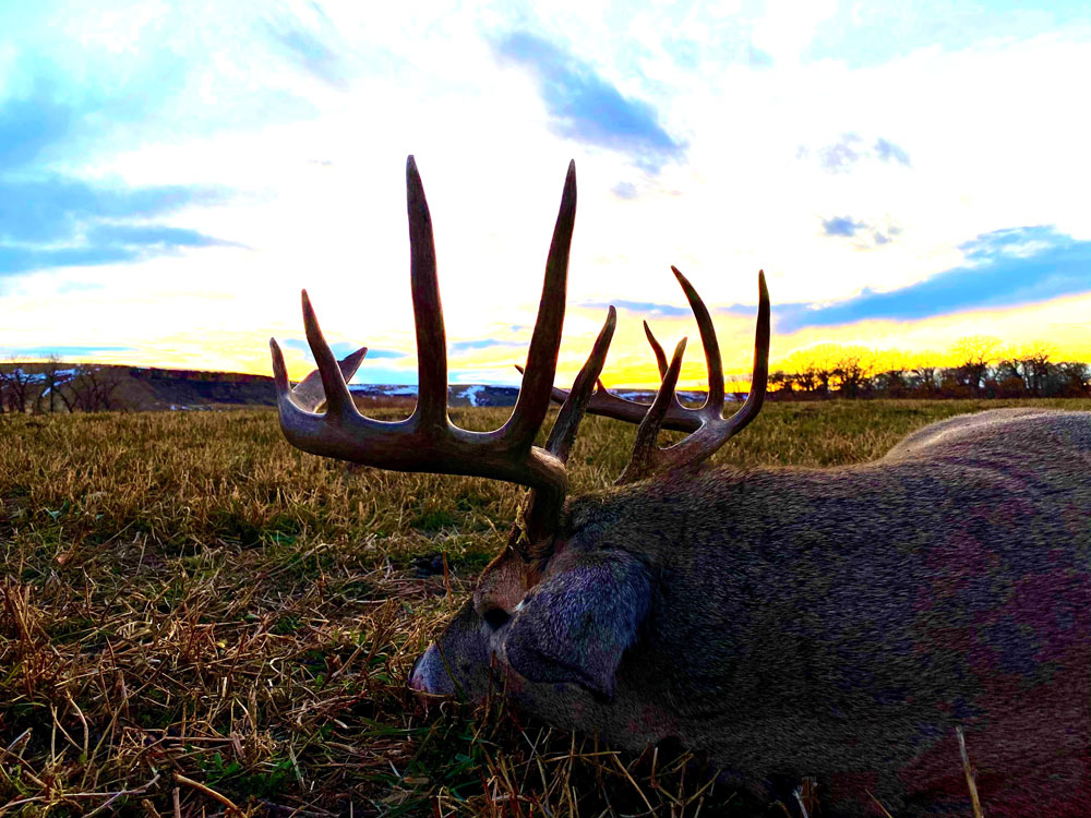 whitetail buck