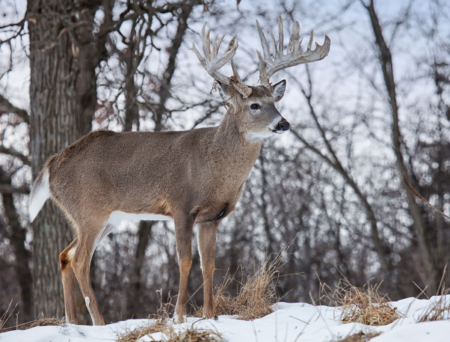 whitetail buck in snow