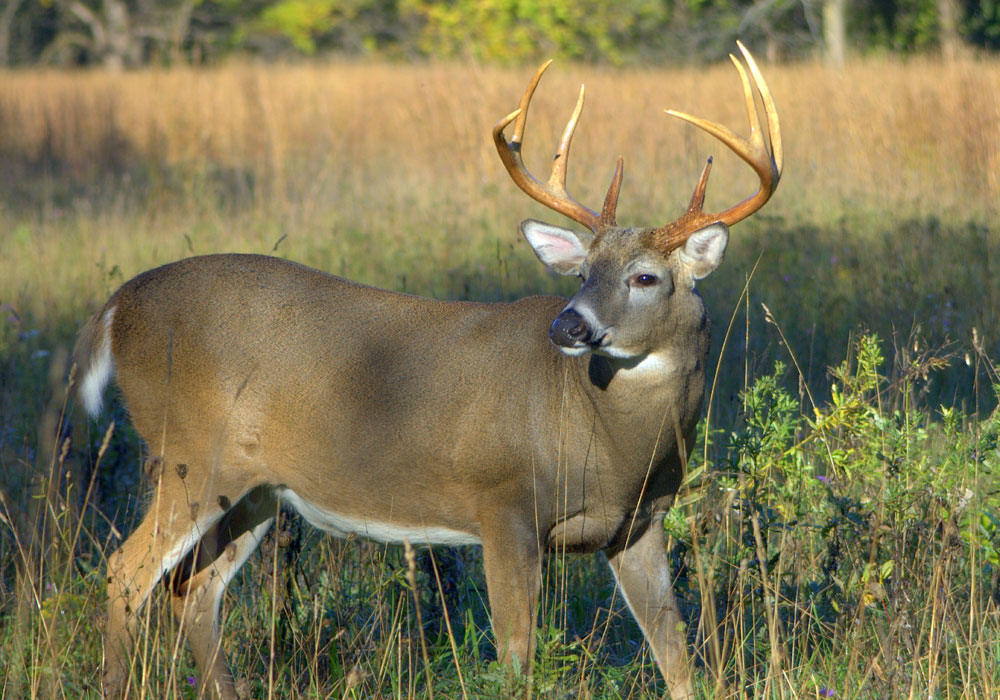 whitetail buck