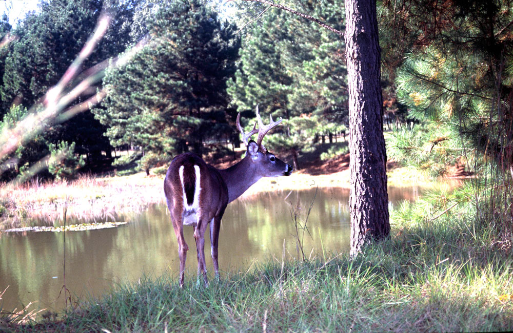 whitetail buck