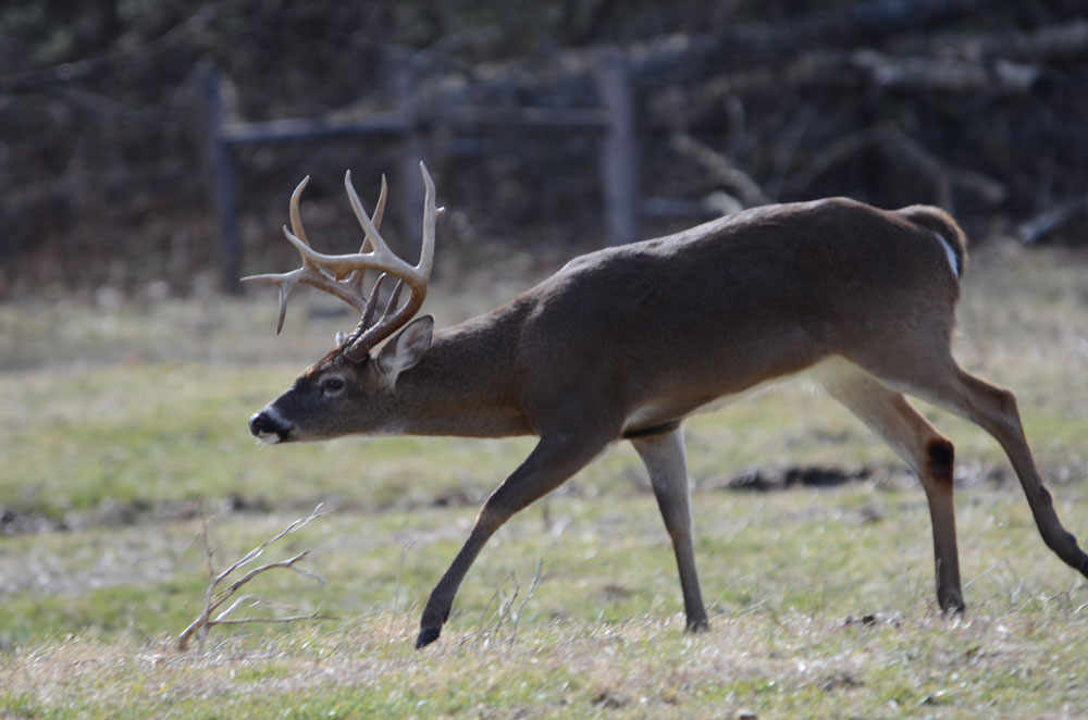 whitetail buck