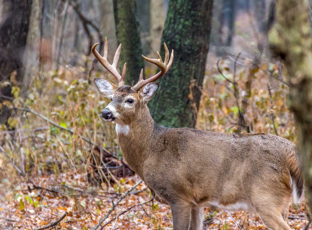 whitetail buck