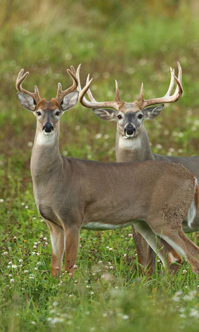 mature whitetail bucks