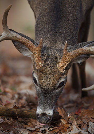 whitetail eating acorns