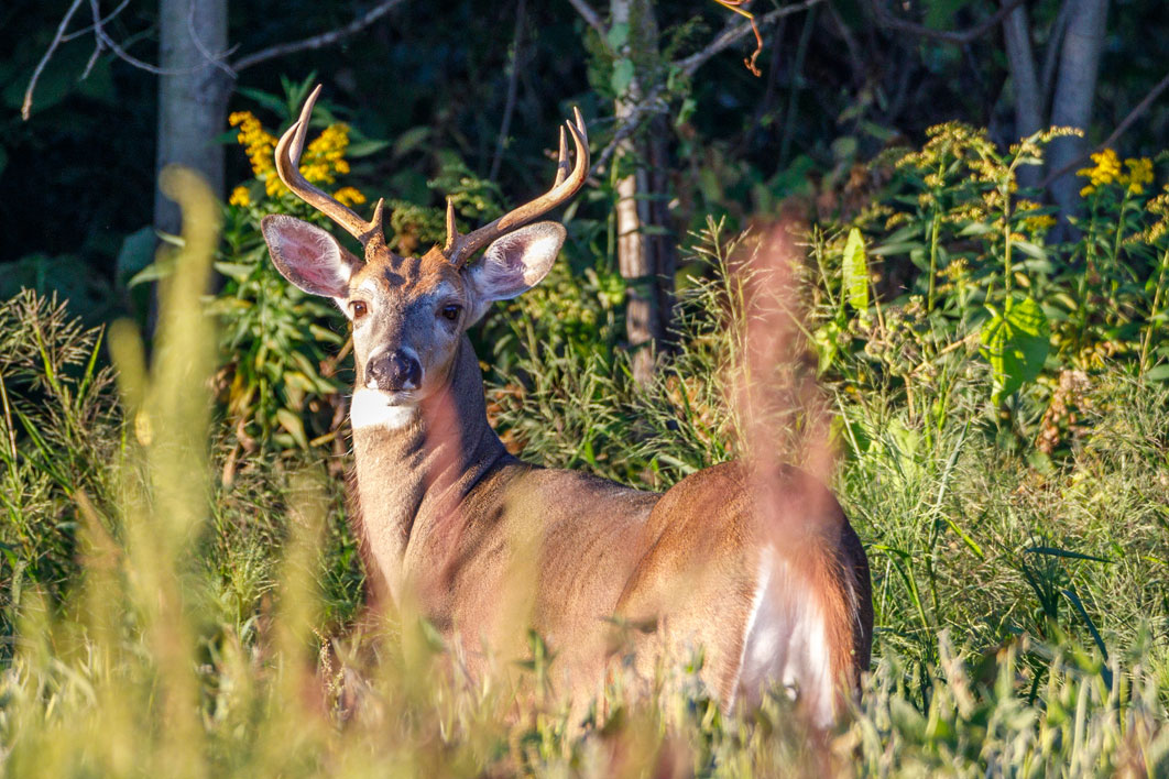 whitetail deer edge cover