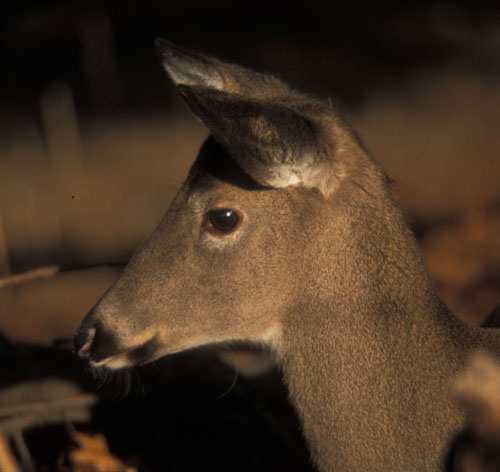 whitetail deer fawn