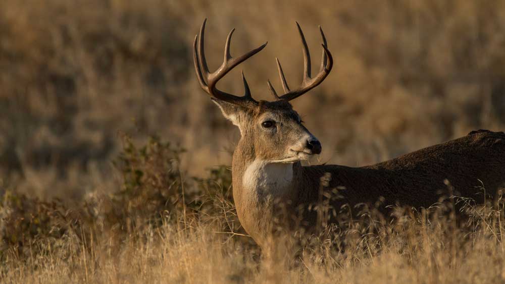 whitetail deer looking