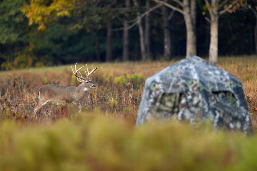 whitetail by ground blind