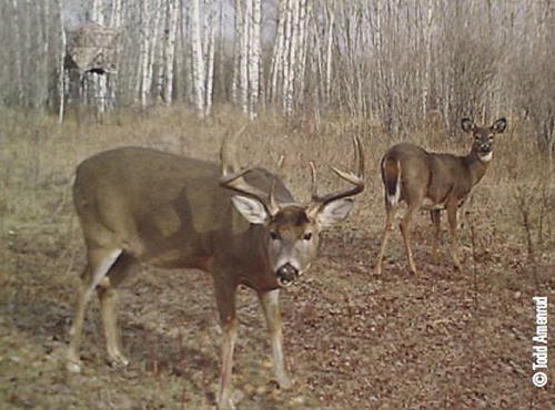 pop up blind with deer