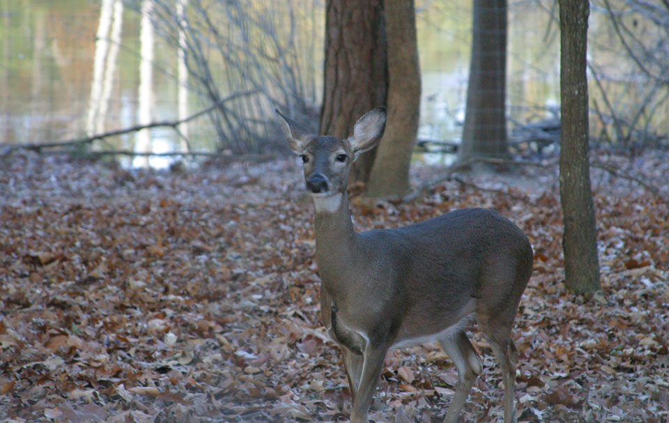 whitetail doe deer