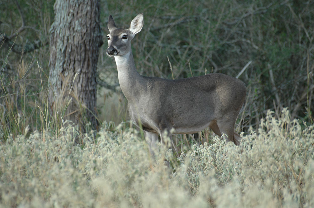 whitetail doe