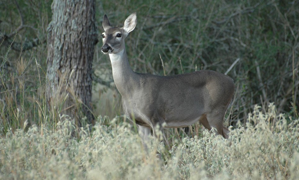 whitetail doe