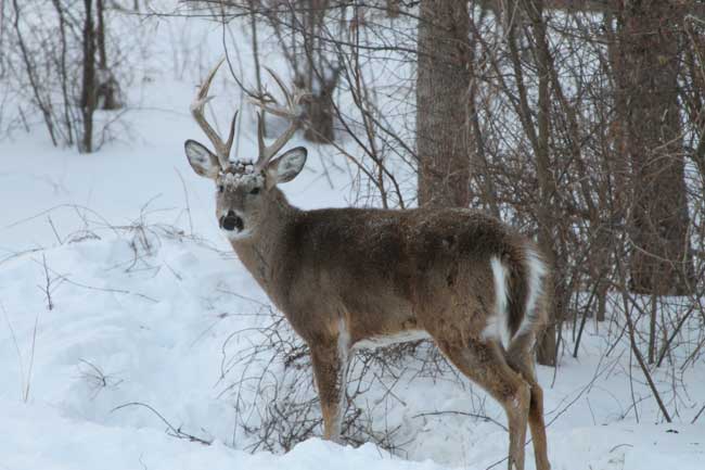 whitetail buck in the snow