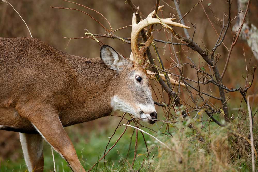 whitetail rubbing bush