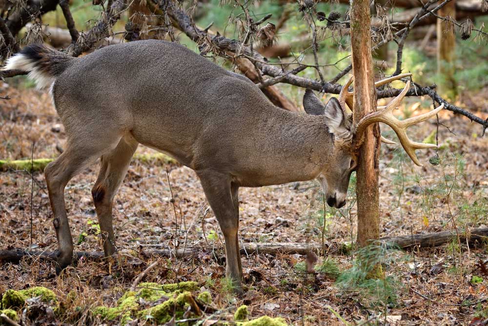 whitetail rubbing tree