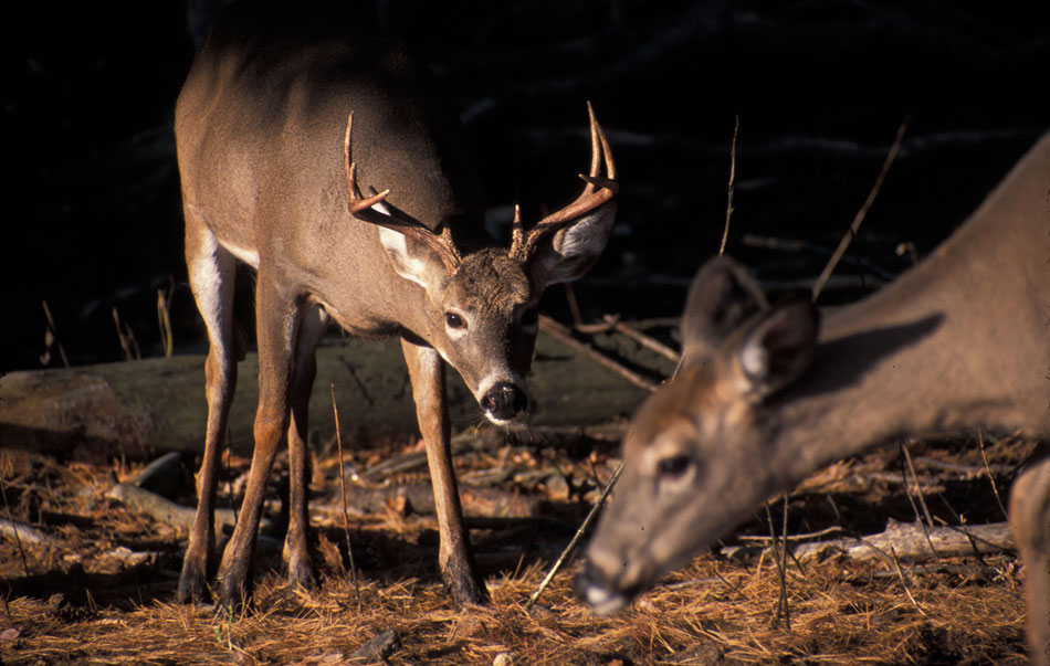 rutting whitetail