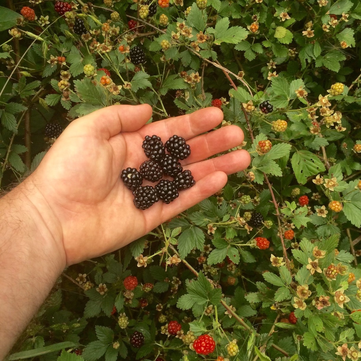 man holds blackberries in his hand