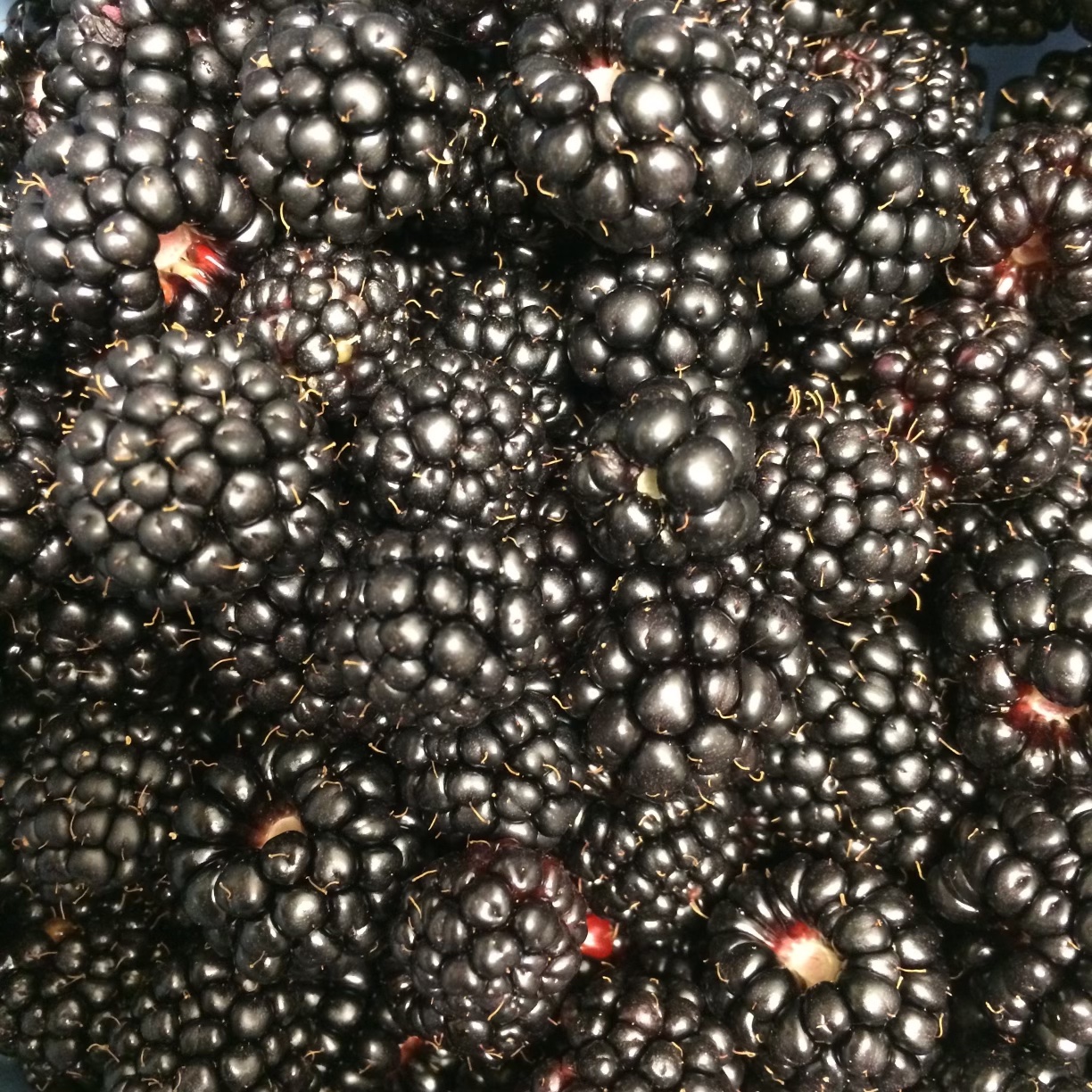close up of blackberries