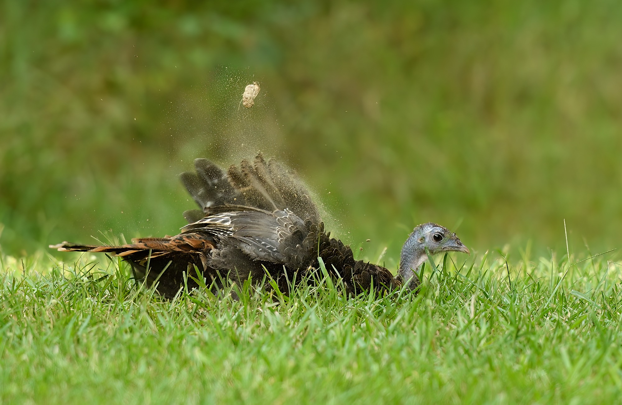 dust bath