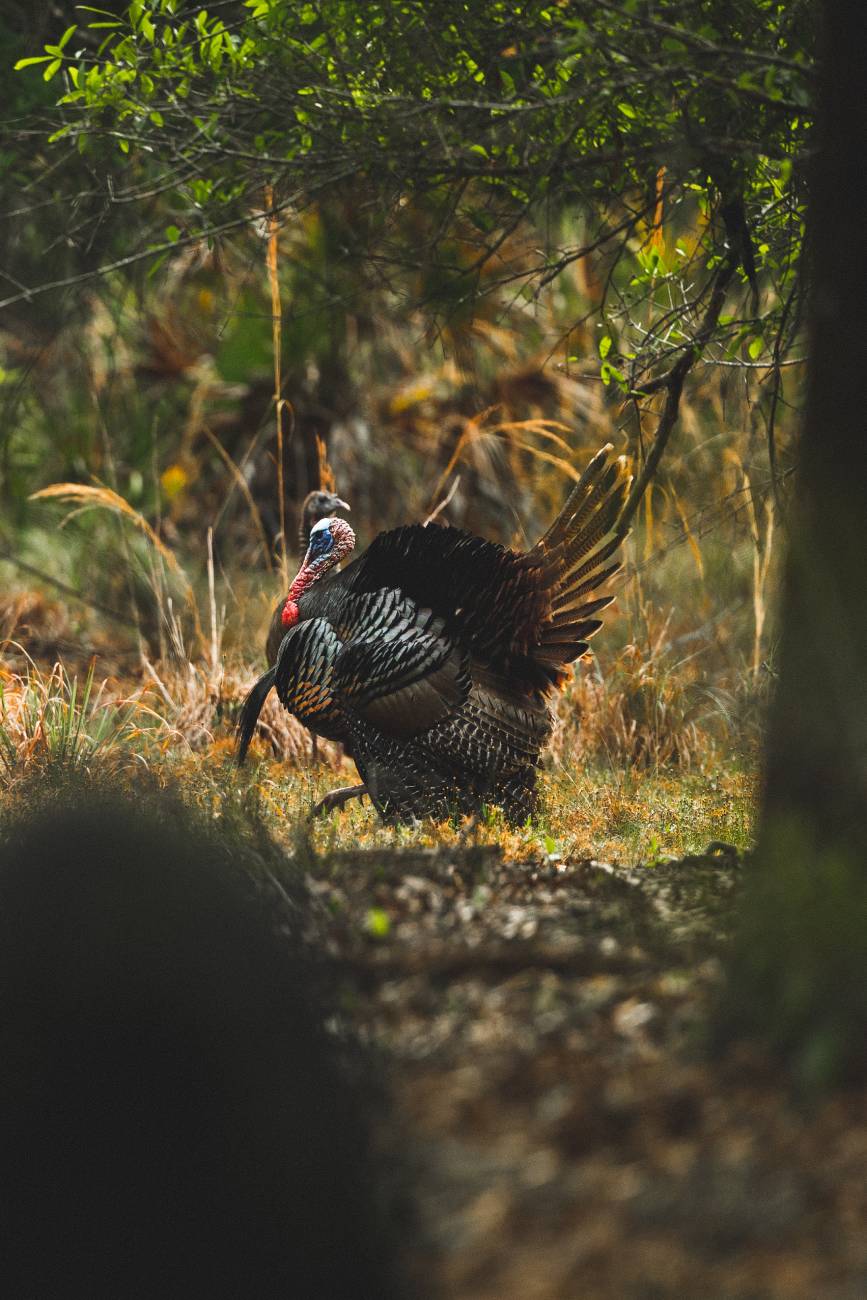 wild turkey in florida