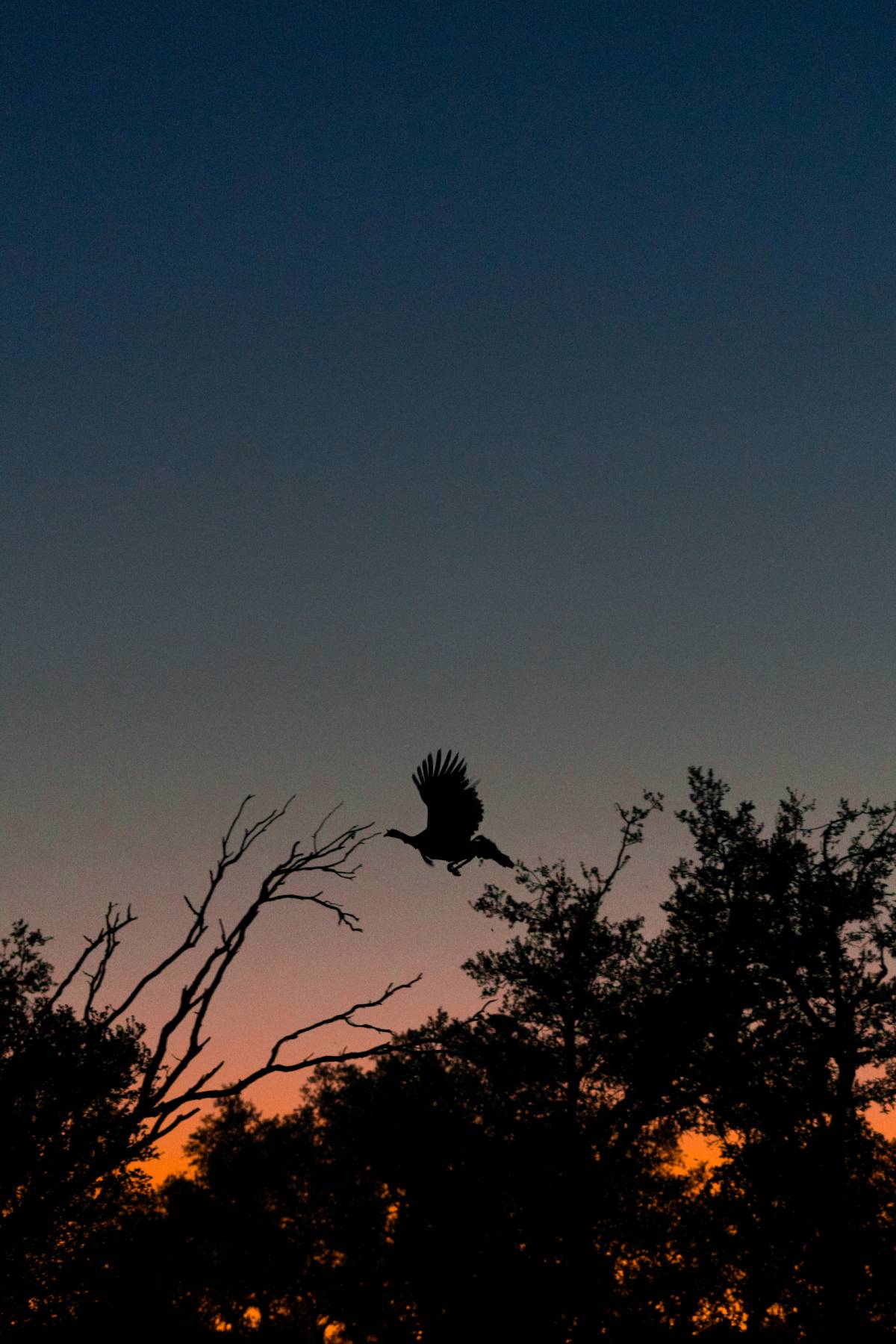 wild turkey
