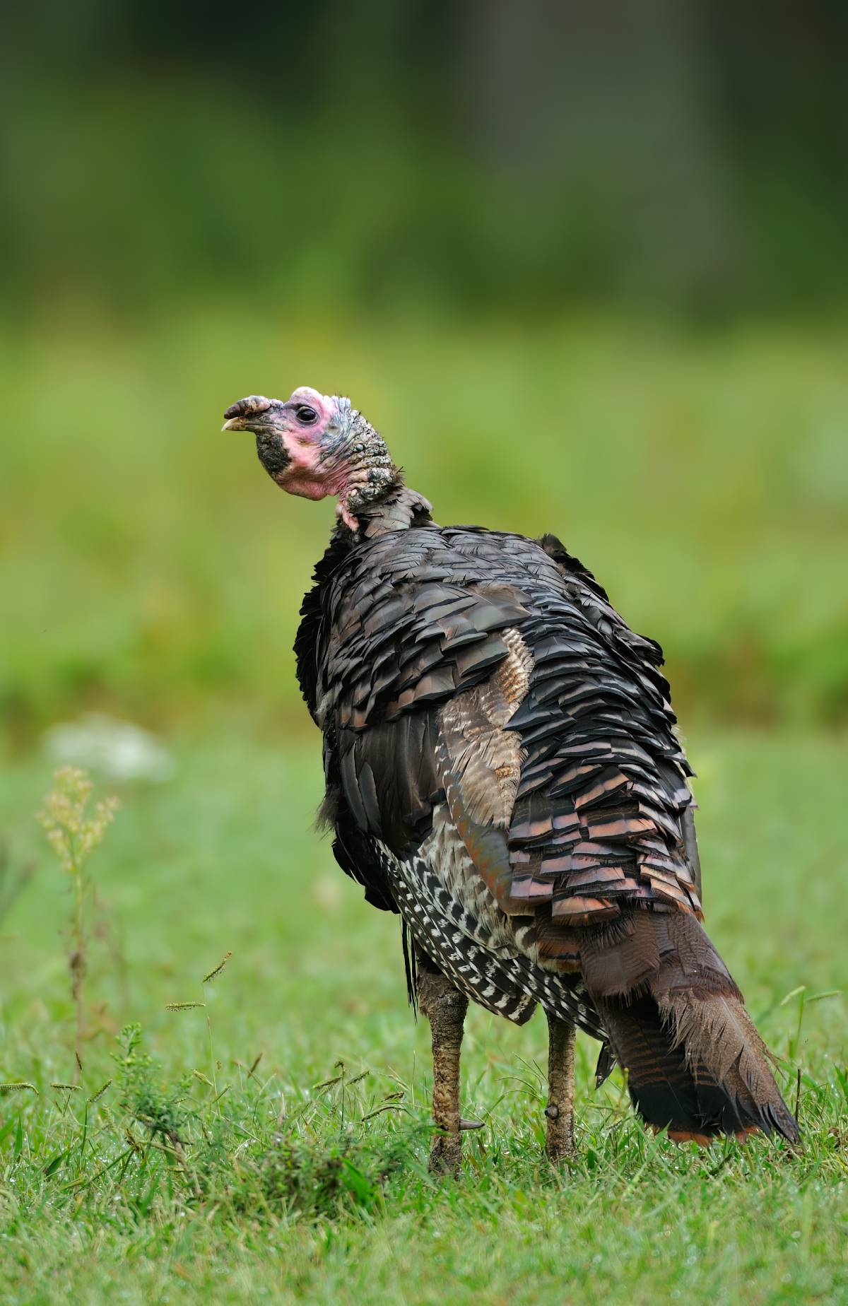 wild turkey lpdv