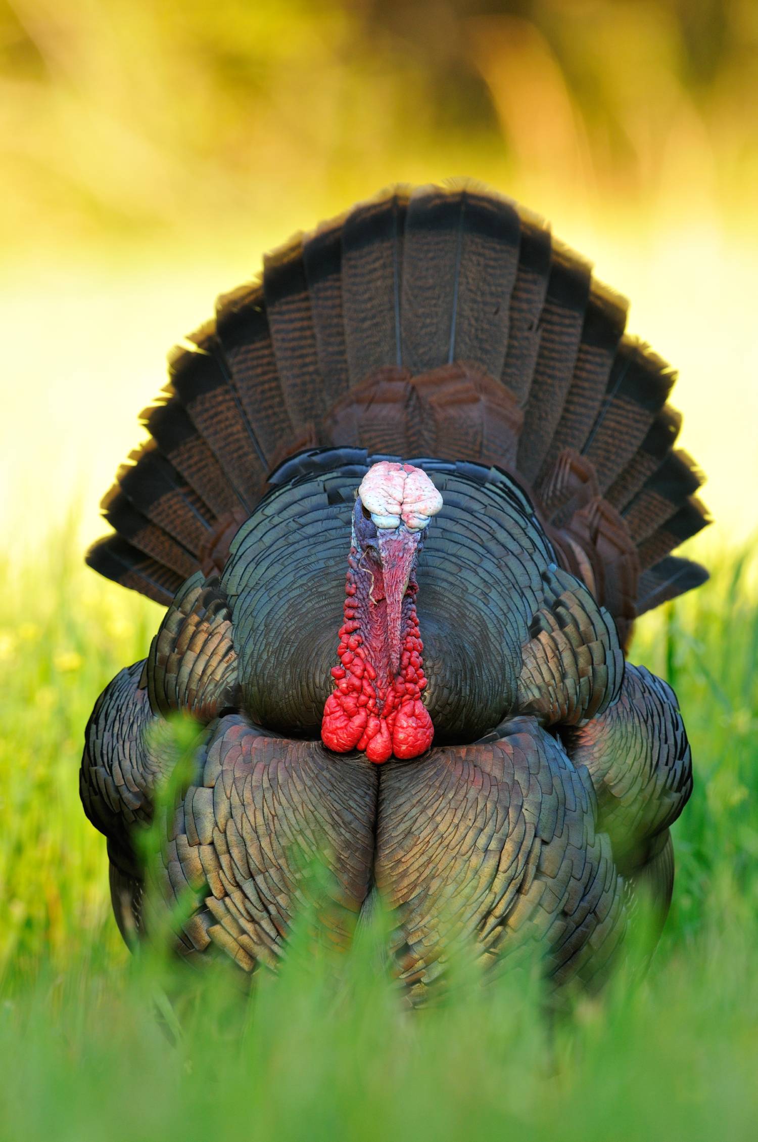 wild turkey