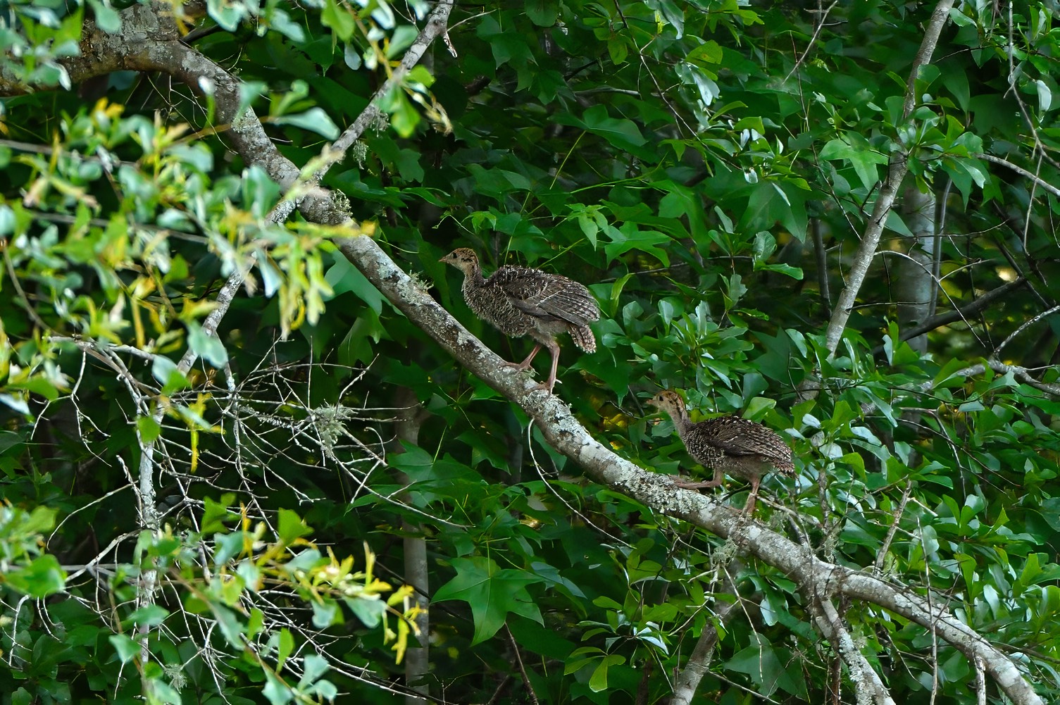 wild turkey poults in a tree branch