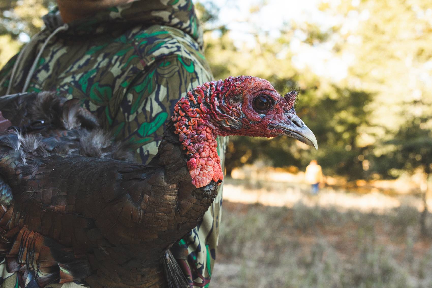 wild turkey research
