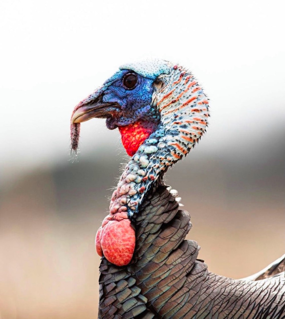 turkey side profile