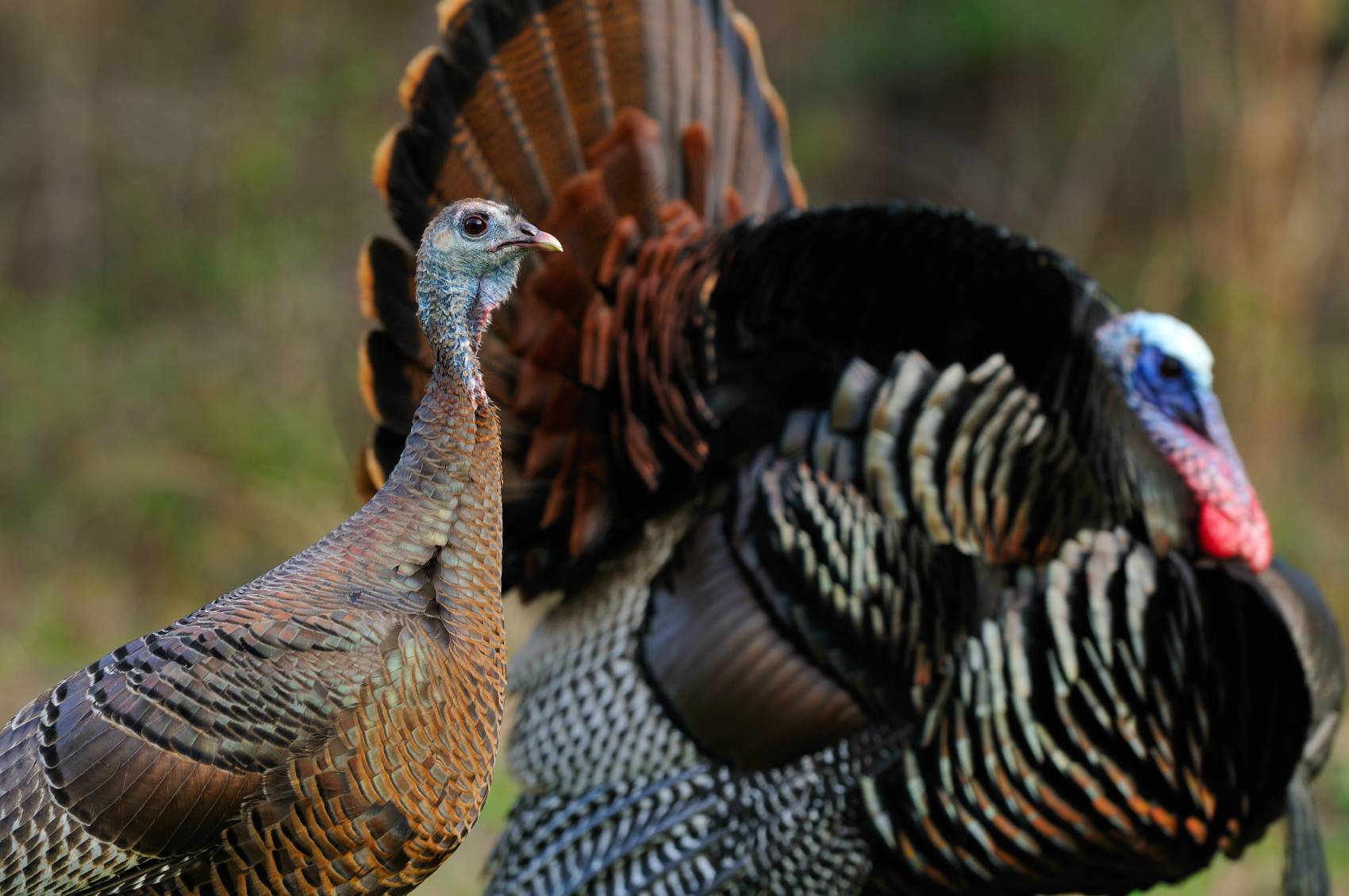 wild turkey