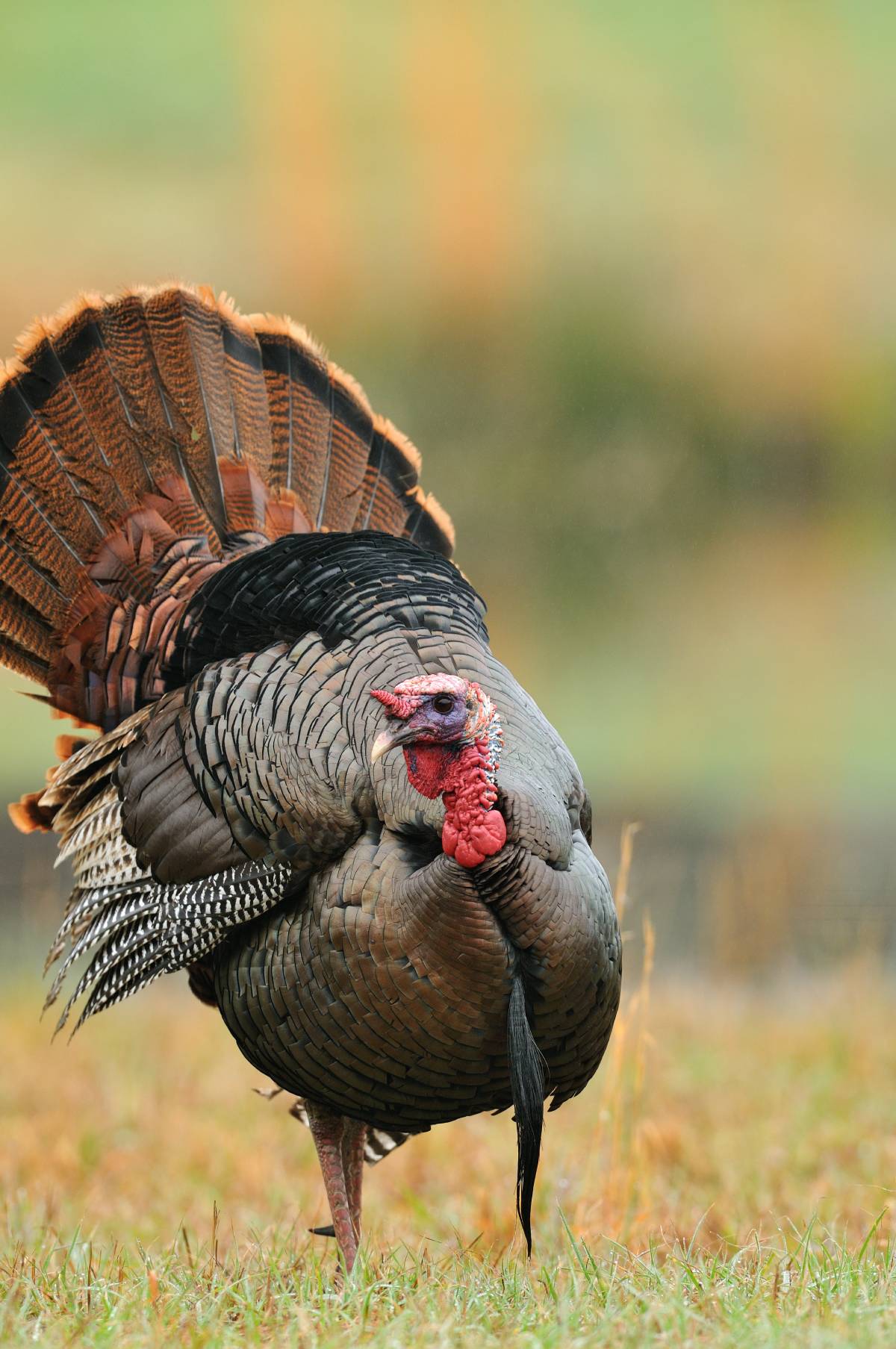 wild turkey