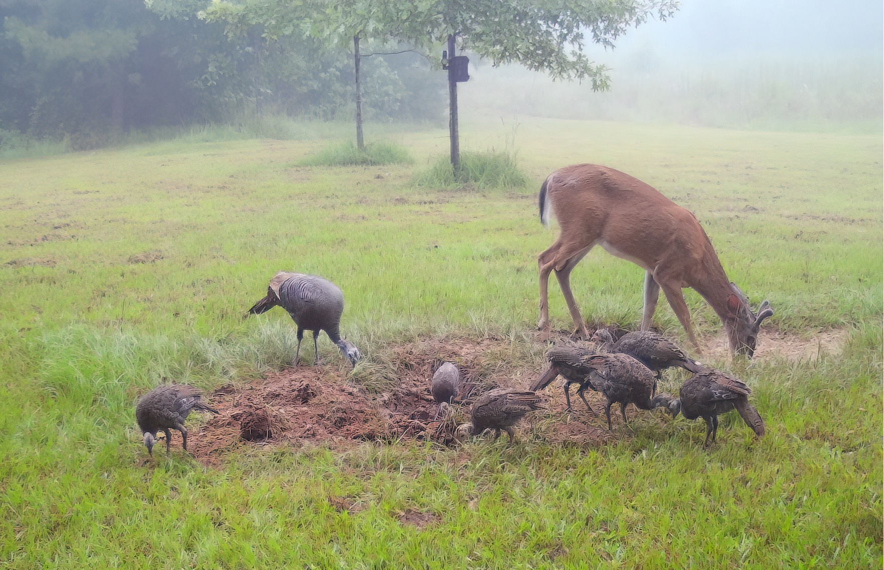 turkeys and deer