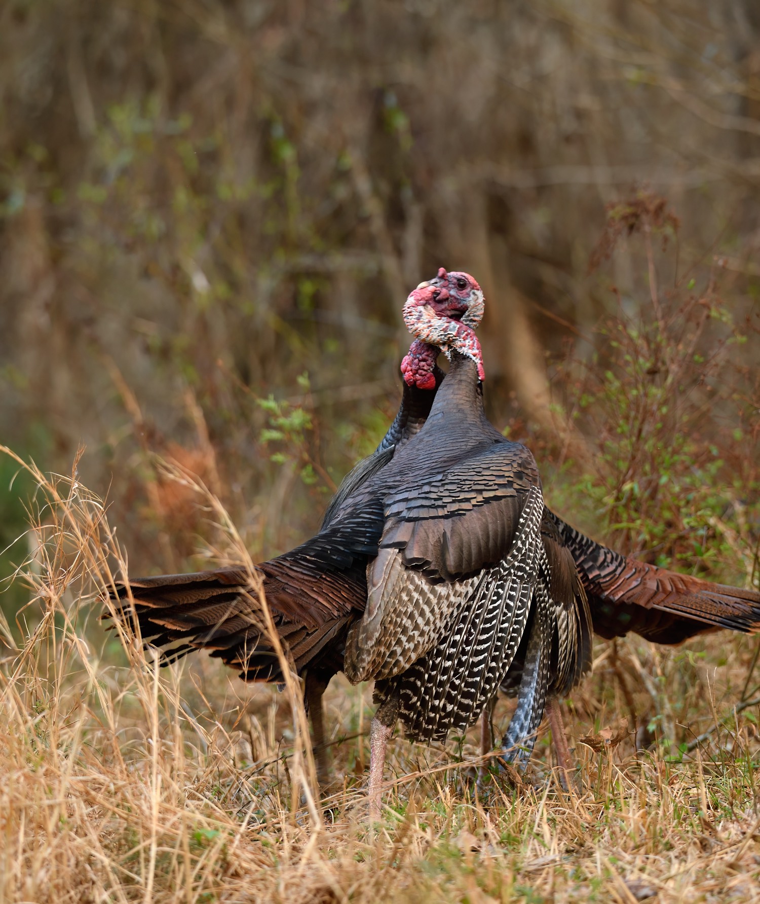 wild turkey fightings