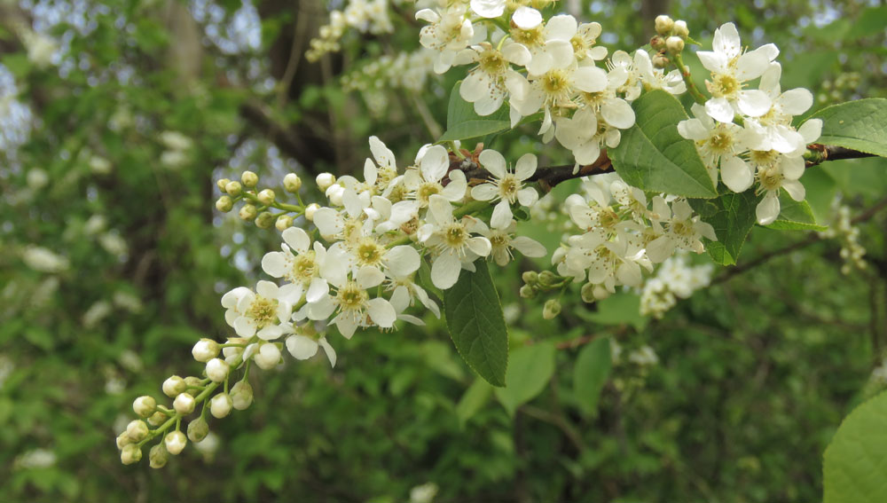 wild black cherry