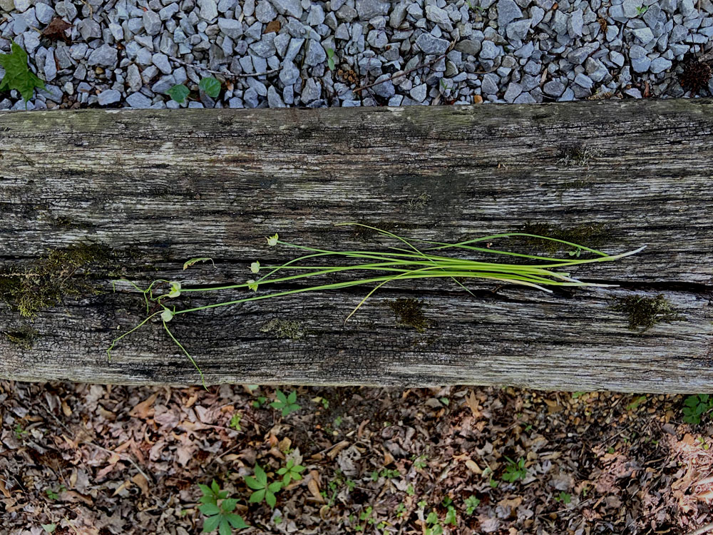 wild garlic