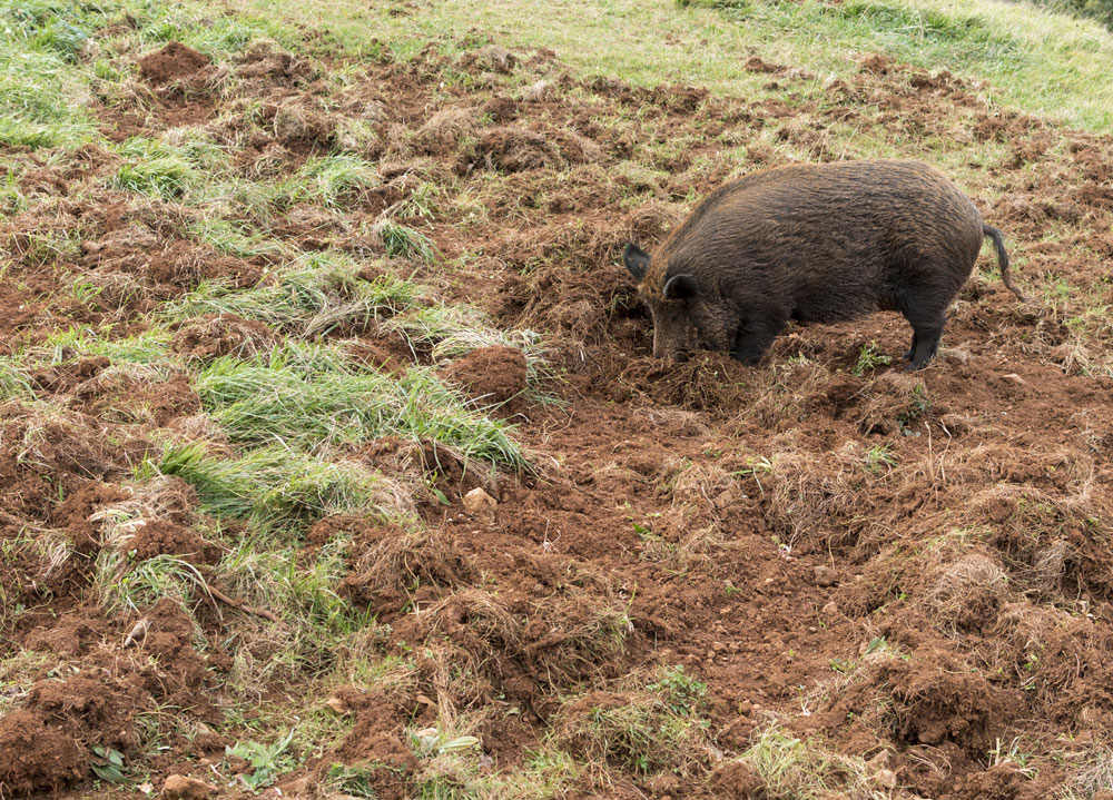 wild hog rooting