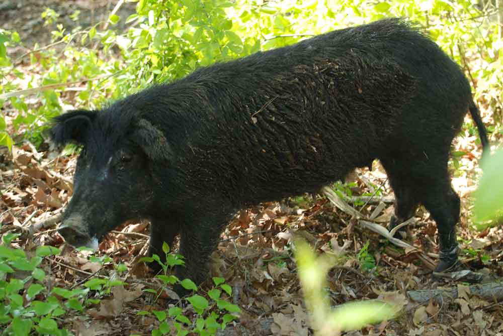 wild hog