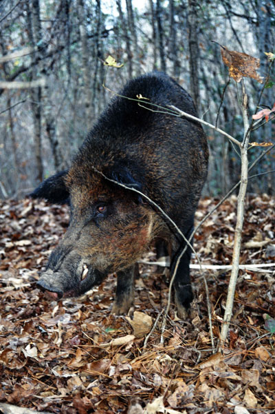 wild hog