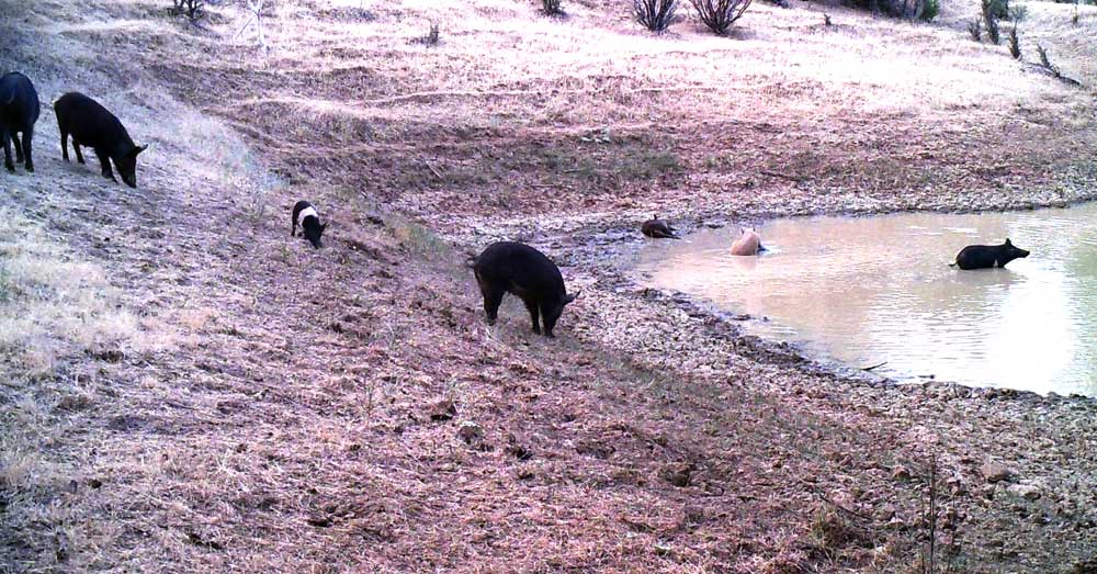 wild hogs in lake