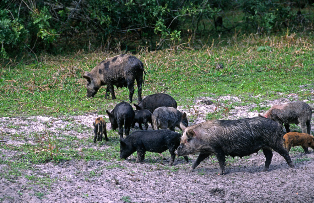 wild hogs