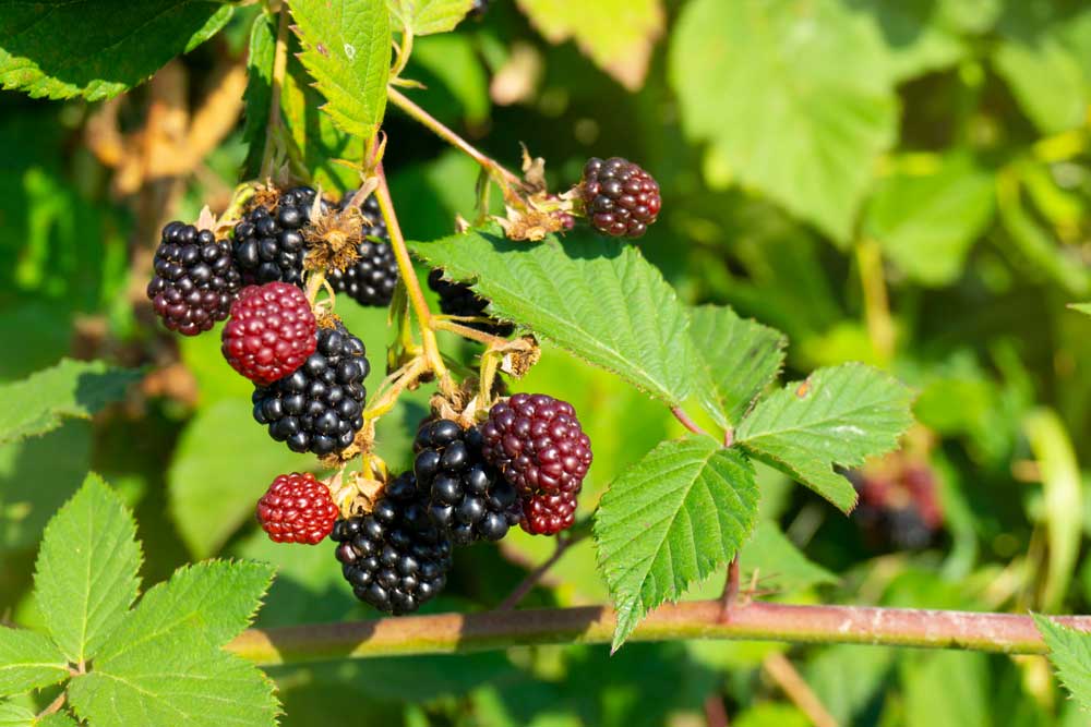 wild raspberry plant