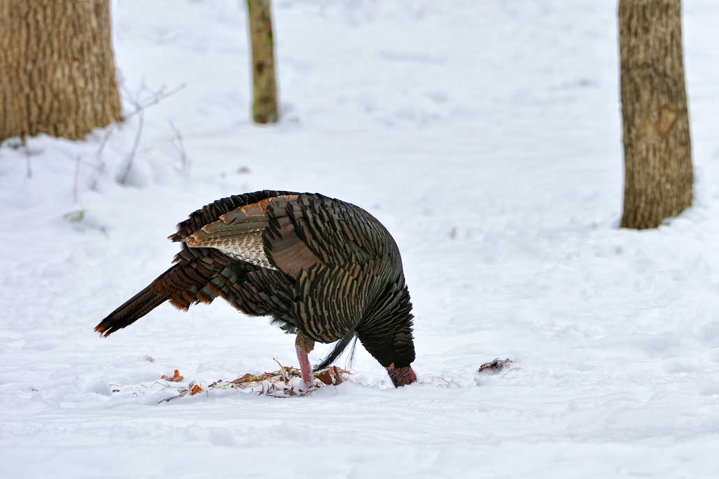 turkey surviving winter