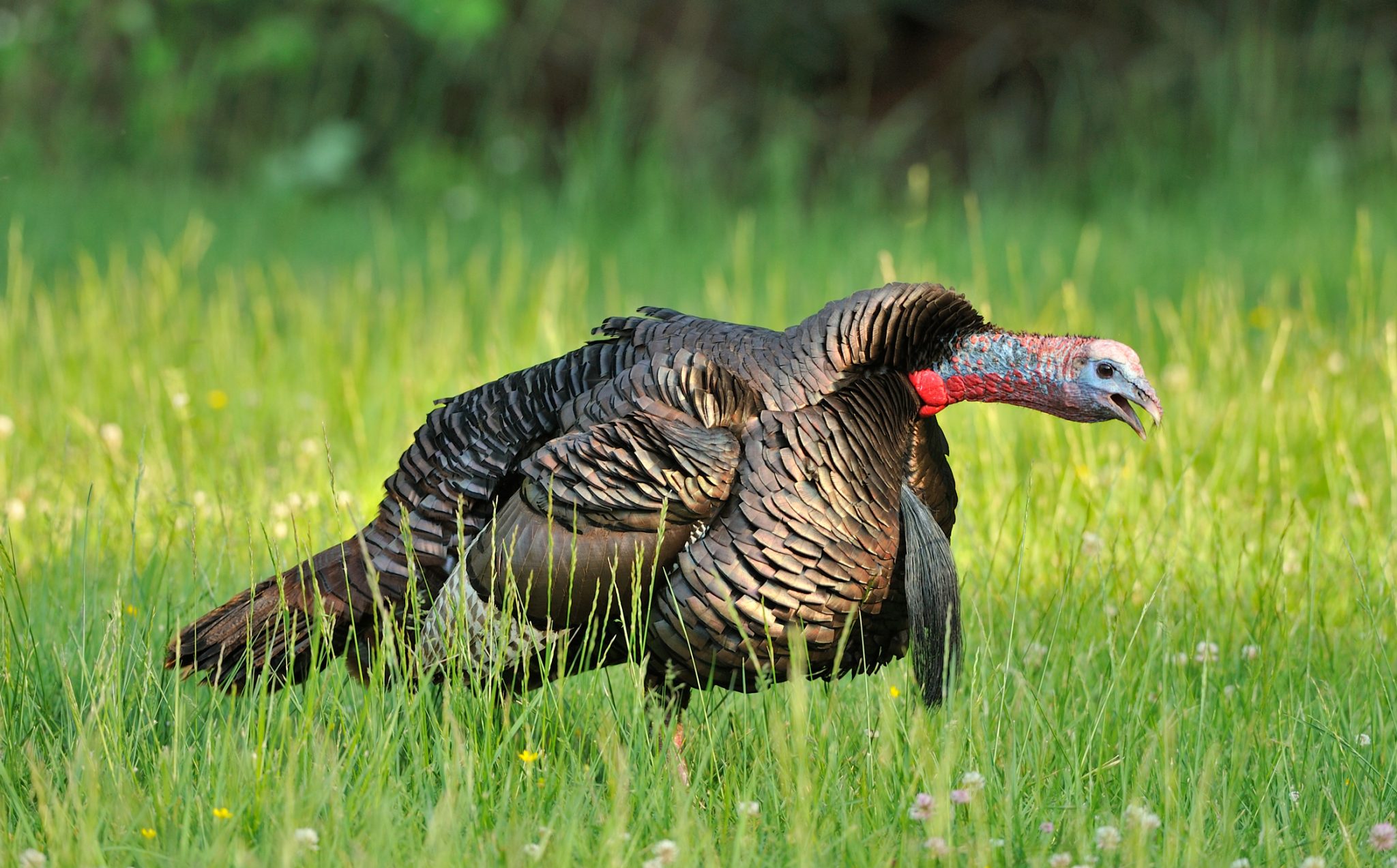 wild turkey gobbling