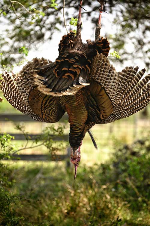 wild turkey hanging